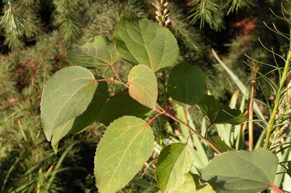 poliothyrsis sinensis 03