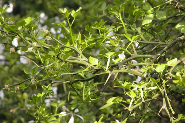 poncirus trifoliata 01