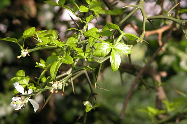poncirus trifoliata 02