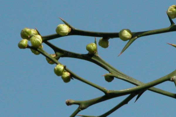 poncirus trifoliata 04