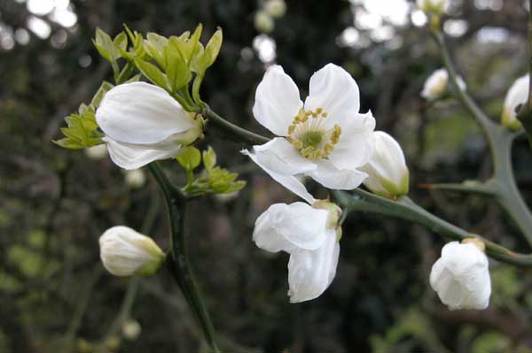 poncirus trifoliata 05