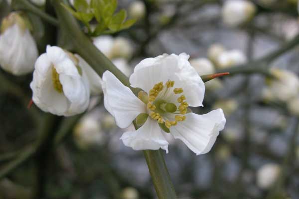 poncirus trifoliata 06