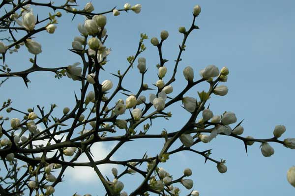 poncirus trifoliata 07