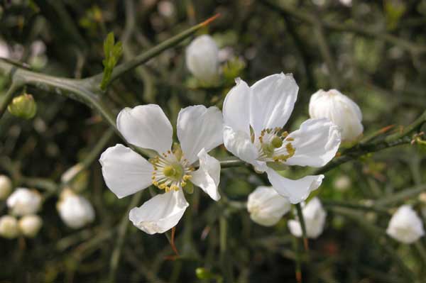 poncirus trifoliata 08