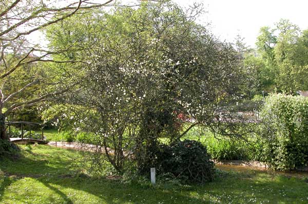 poncirus trifoliata 09