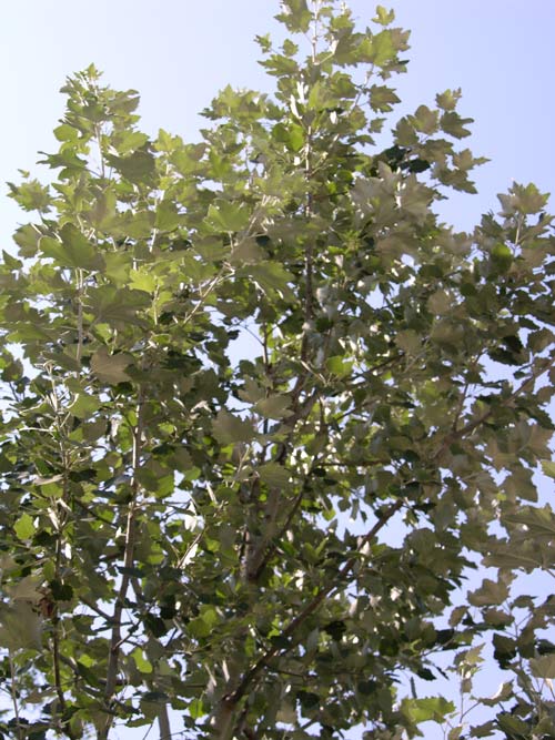 populus alba 01