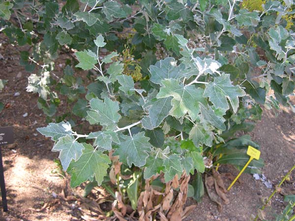 populus alba 03