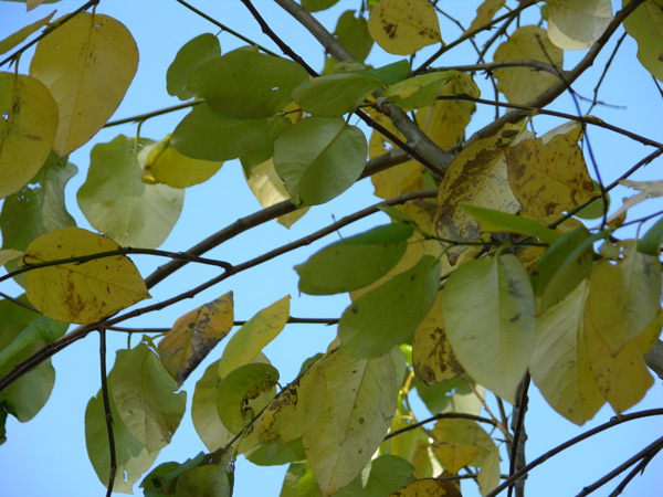 populus koreana 1