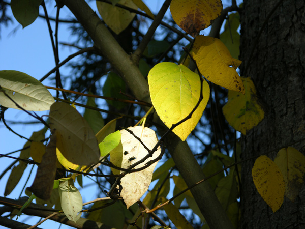 populus koreana 2