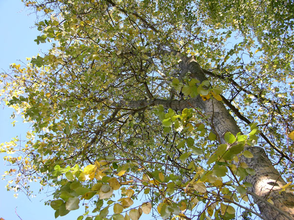 populus koreana 3