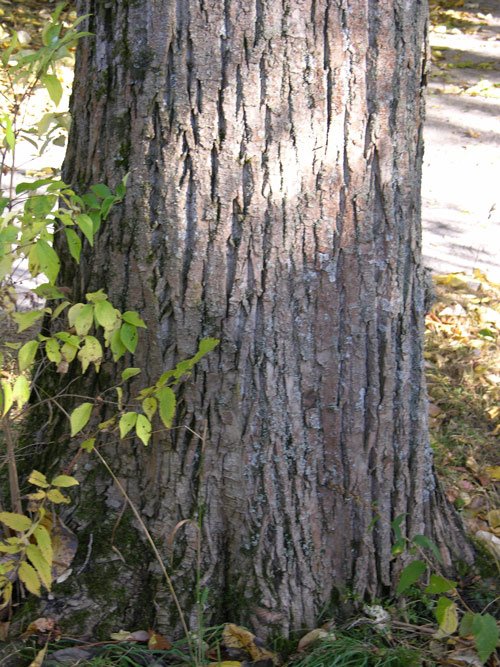 populus koreana 4