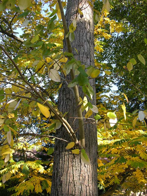 populus koreana 5
