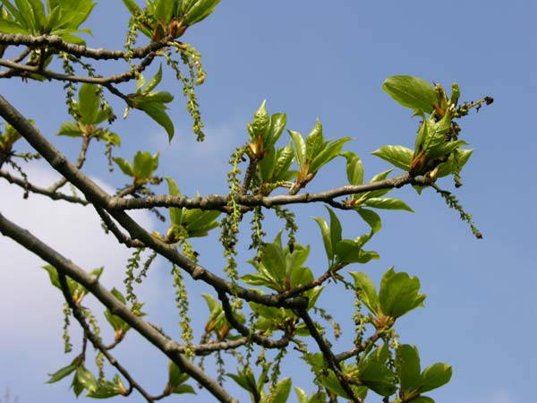 populus maximowiczii 01