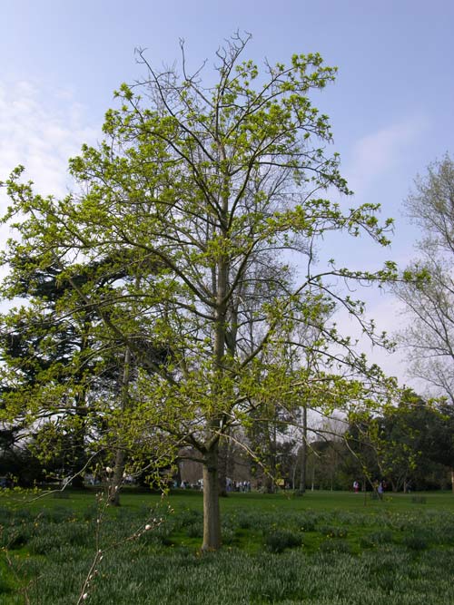populus maximowiczii 02