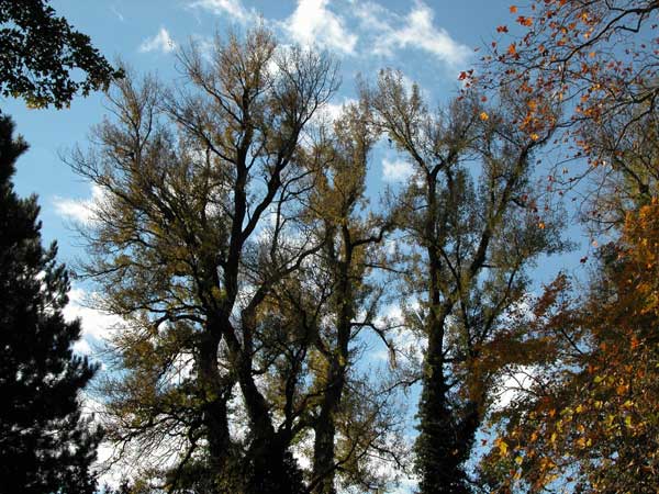 populus sp 02
