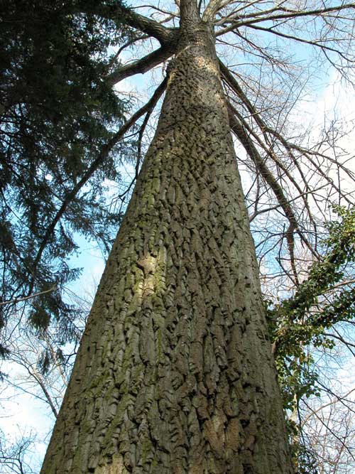 populus sp 03