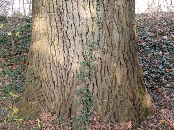 populus sp 04