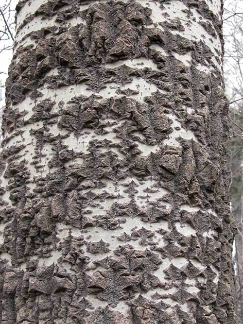 populus sp 05
