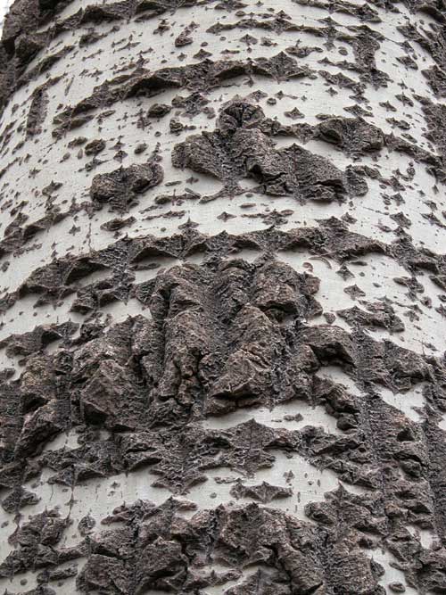 populus sp 06