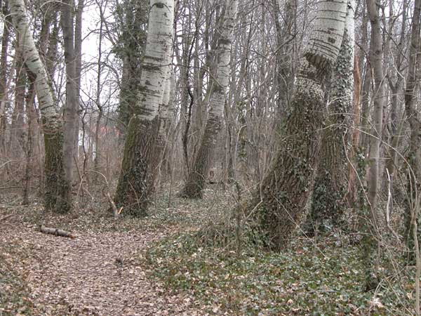 populus sp 08
