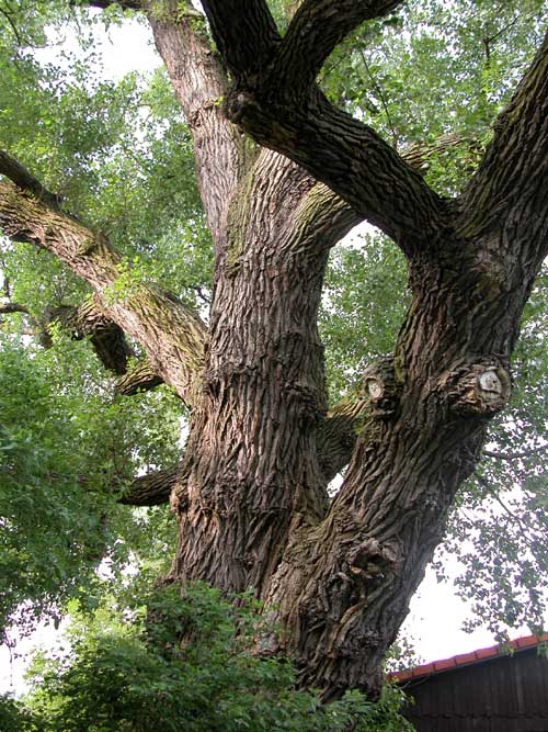 populus sp 09