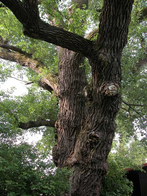 populus sp 10