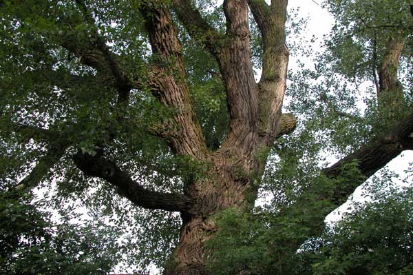 populus sp 11