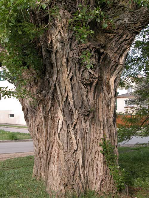 populus sp 12