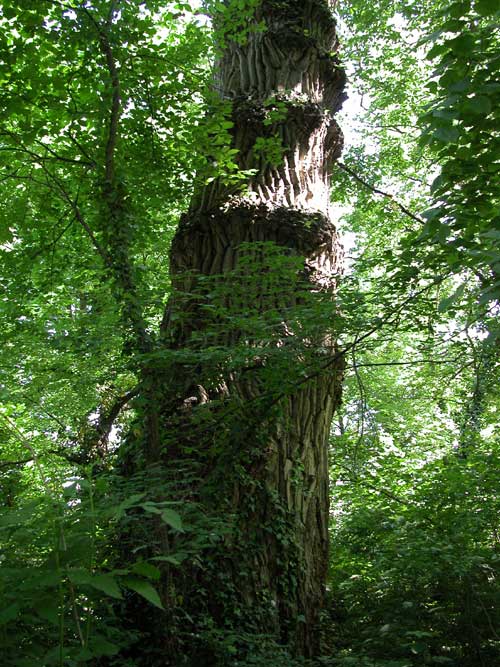populus sp 14
