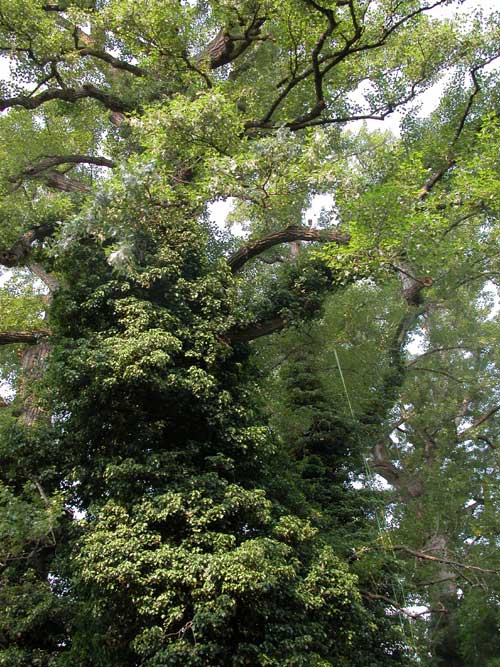 populus sp 15