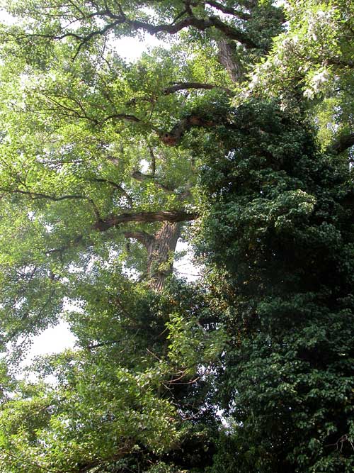 populus sp 17