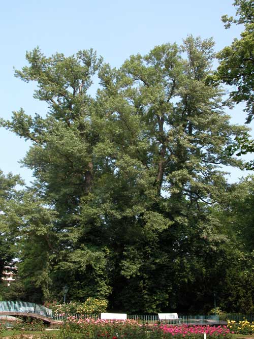 populus sp 19