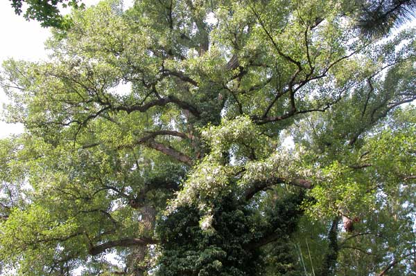 populus sp 20