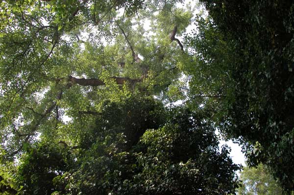 populus sp 21