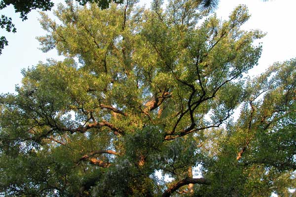 populus sp 22