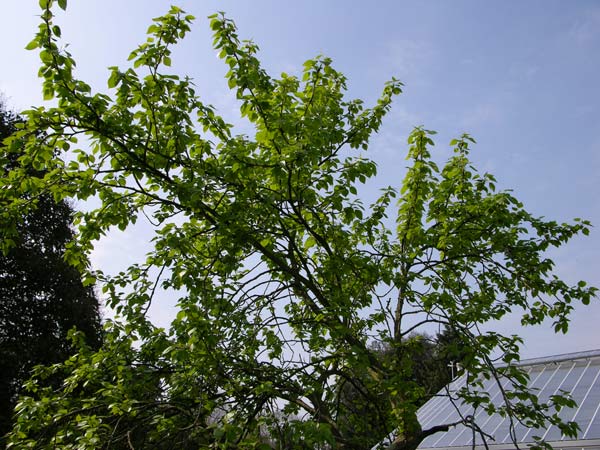 populus tristis 01