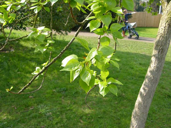 populus tristis 02