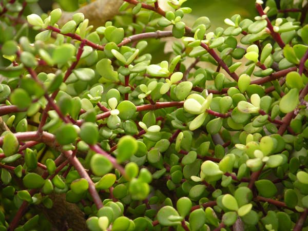 portulacaria afra 01