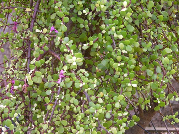 portulacaria afra 02