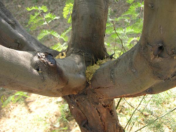 prosopis chilensis 01