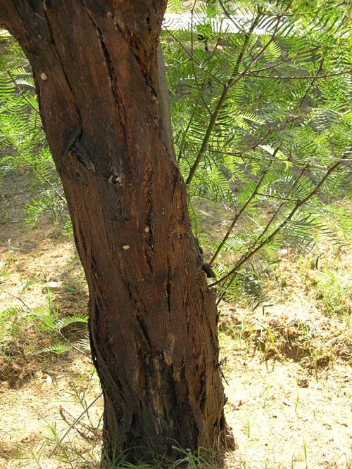 prosopis chilensis 02