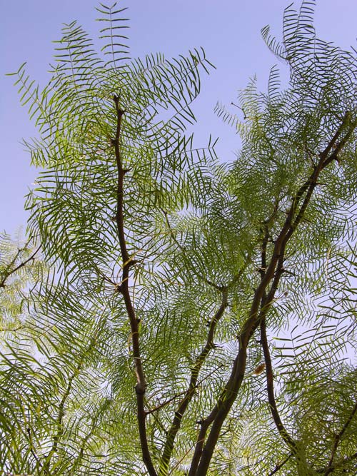 prosopis chilensis 03