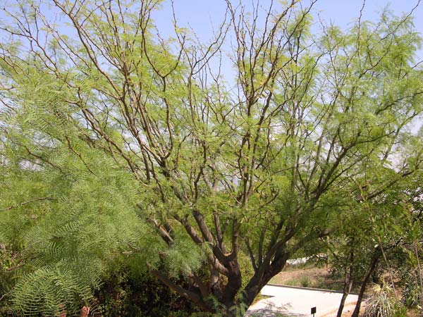 prosopis chilensis 04