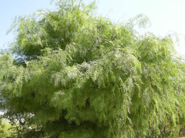 prosopis chilensis 05