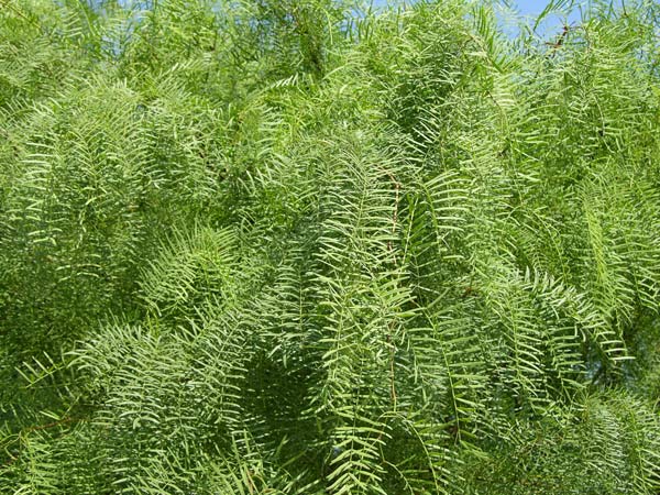 prosopis chilensis 06