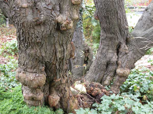 prunus cerasifera 01
