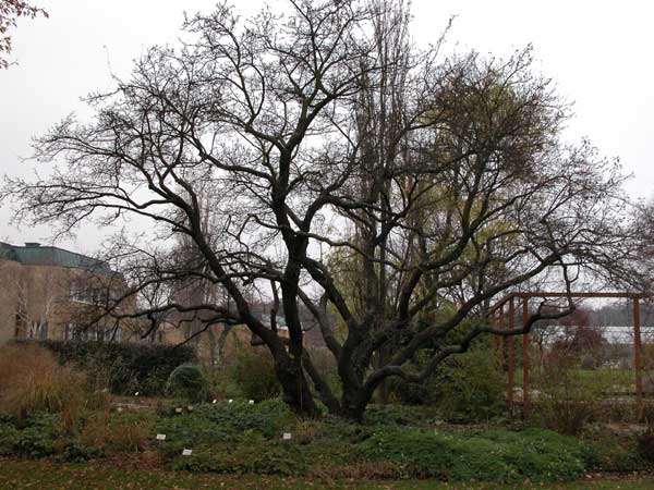 prunus cerasifera 02