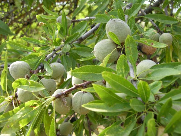 prunus dulcis 01