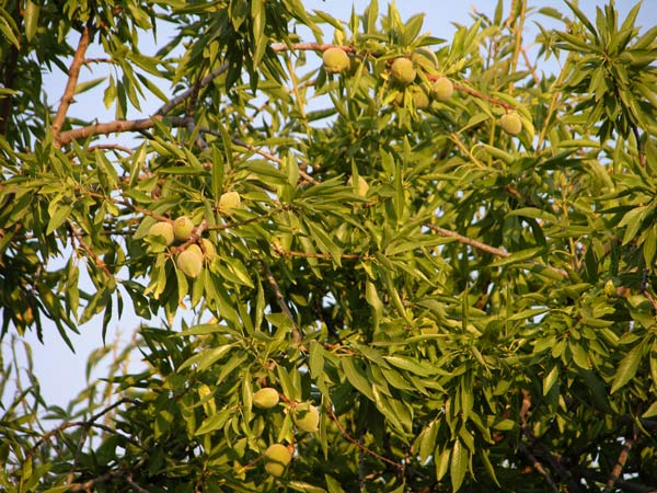 prunus dulcis 02