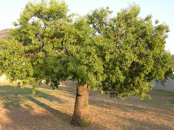 prunus dulcis 03